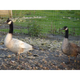 Blonde Canada Geese